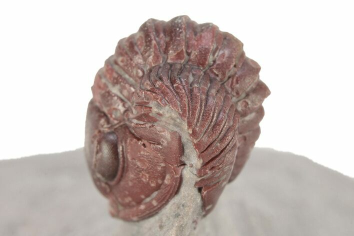 Red Proetid Trilobite - Hamar Laghdad, Morocco #271357